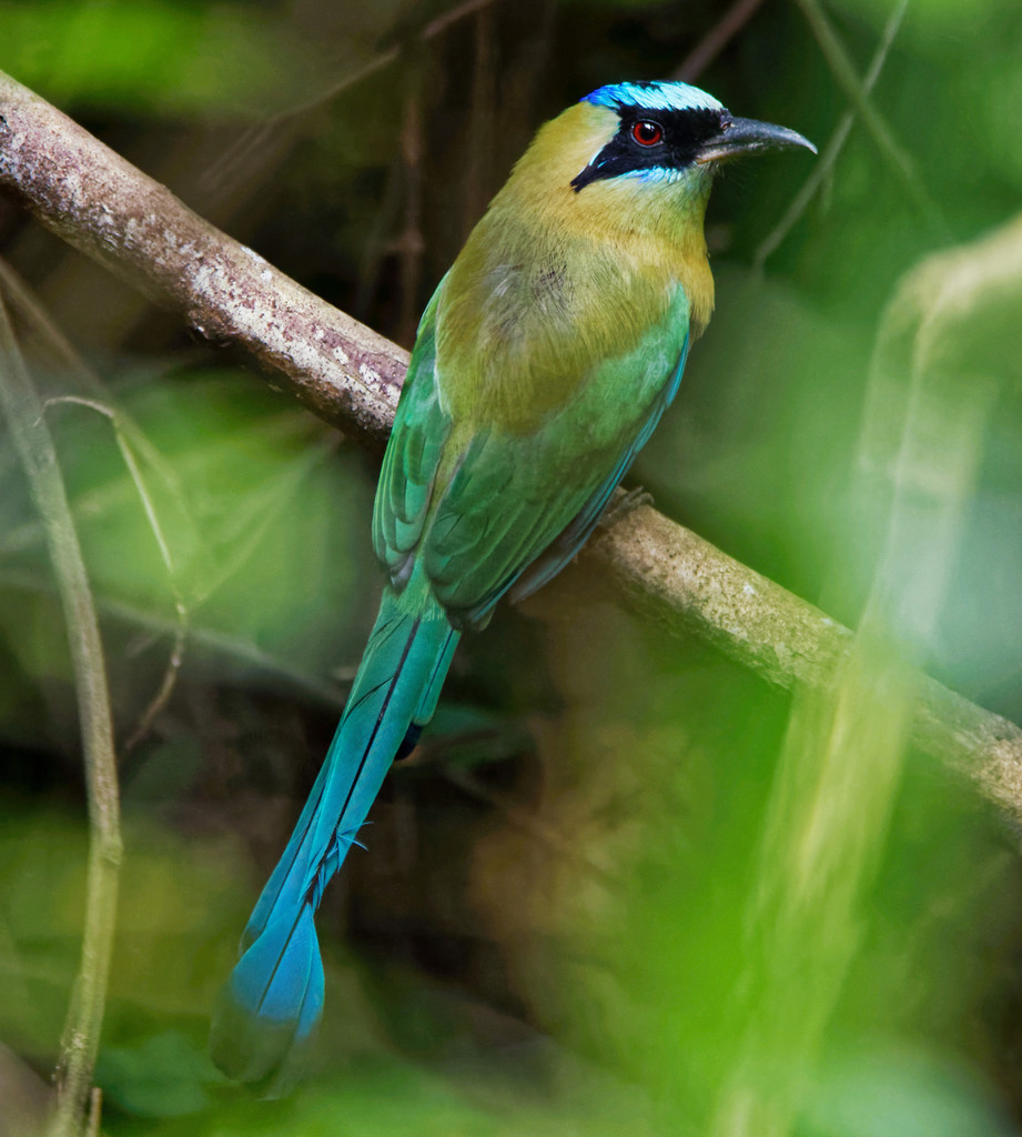 Whooping Motmot photo