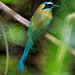 Whooping Motmot - Photo (c) RUIZ Jean Marc, all rights reserved, uploaded by RUIZ Jean Marc