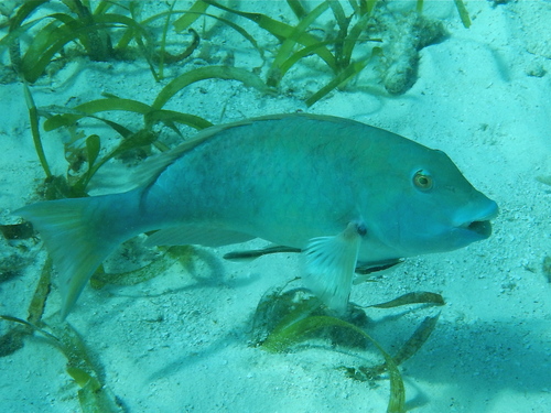 Yellowtail Parrotfish