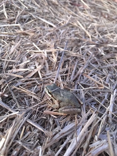iNaturalist observation photo of Pacific chorus frog