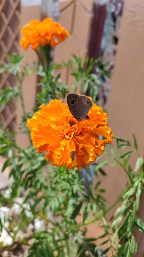 Common Three-ring