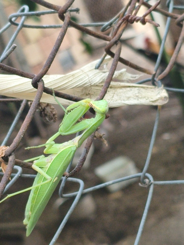 Transcaucasian Giant Mantis
