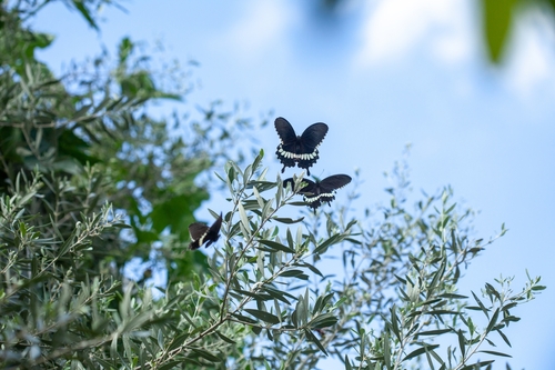Common Mormon Swallowtail