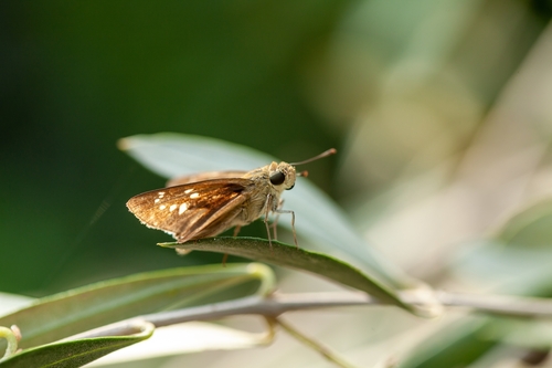 Pale Small-branded Swift