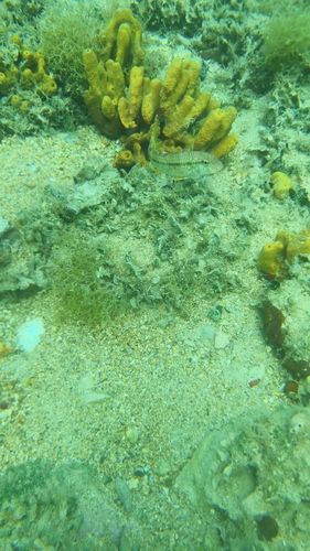 Mullus surmuletus