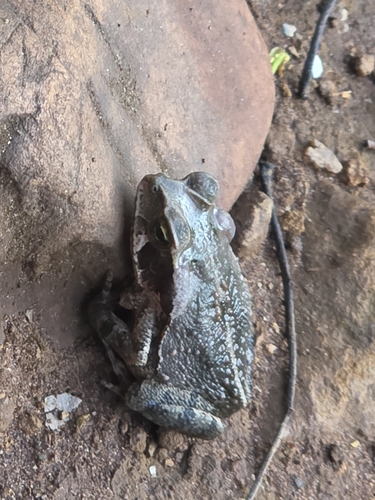 Striped Toad