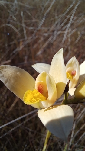 Reed-Like Cyanaeorchis
