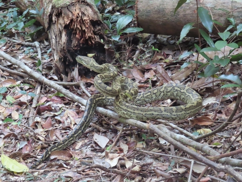 Coastal Carpet Python sighting