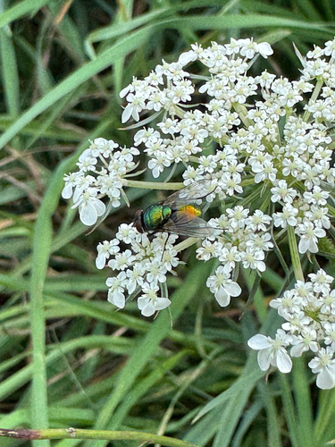 Unknown species found near Dallas Rd, Victoria, BC, CA