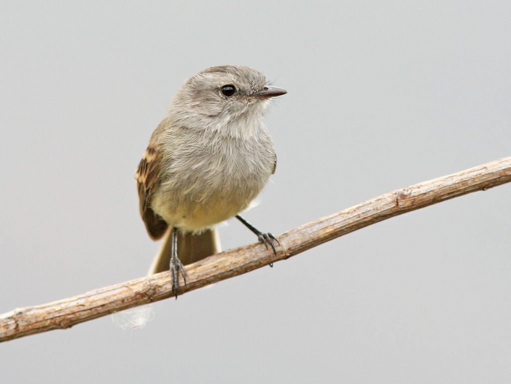 Tumbesian Tyrannulet (Nesotriccus tumbezanus) photo