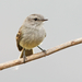 Tumbes Tyrannulet - Photo (c) David Beadle, all rights reserved, uploaded by David Beadle