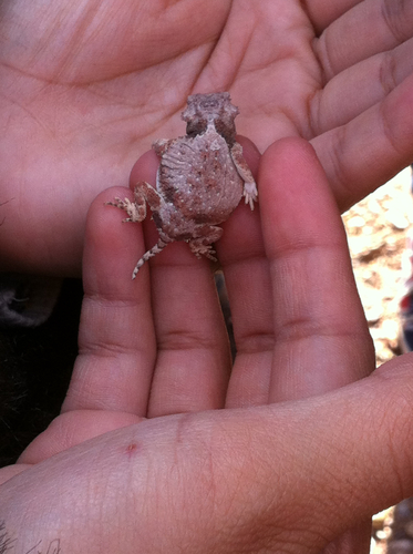 Roundtail Horned Lizard