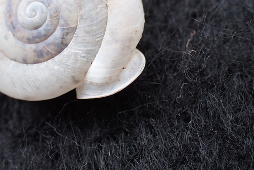 Big Hatchet Woodlandsnail