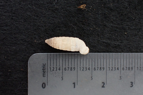 Cross Holospira