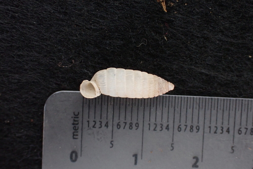 Cross Holospira