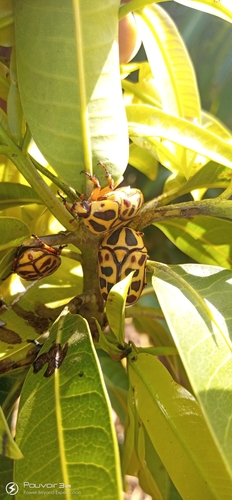 Pachnoda cordata