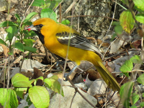 Orange Oriole