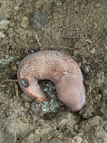 Limax dacampi