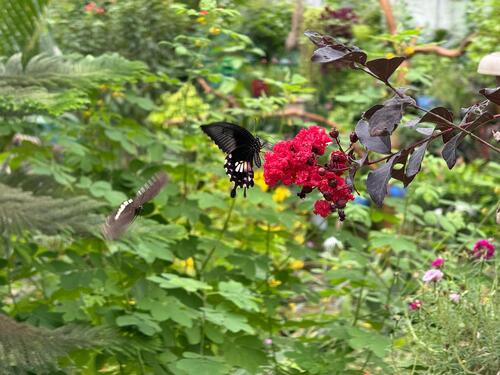 Common Mormon Swallowtail