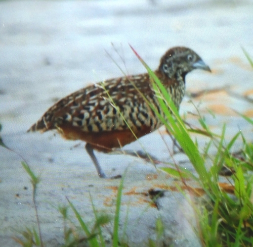 Barred Buttonquail