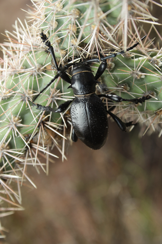 Giant Cactus Longhorn Beetle