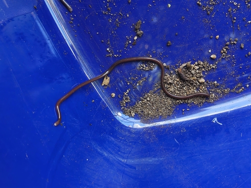 Slender Worm Snake