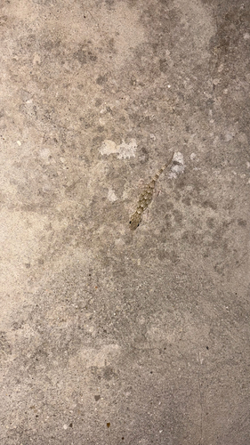 Moorish Gecko