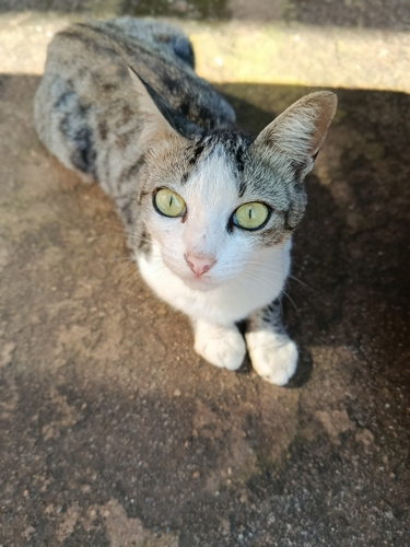 Domestic Cat