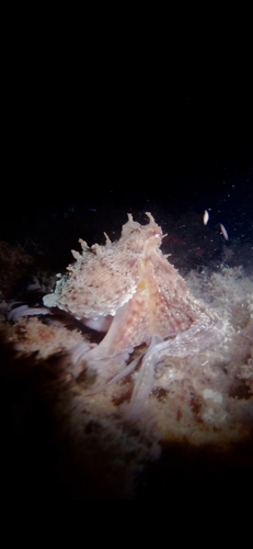 Octopus vulgaris