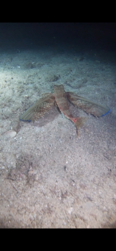 Dactylopterus volitans