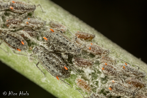 Large Waxy Willow Aphid