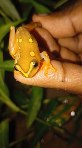 argus reed frog