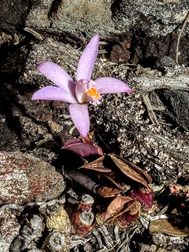 Cattleya reginae