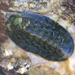 Chiton virgulatus - Photo (c) anacardiaceae, all rights reserved, uploaded by anacardiaceae