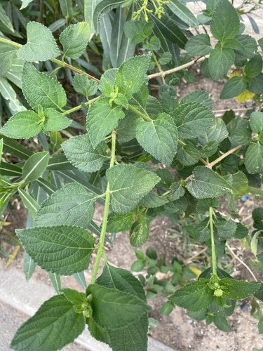 common lantana