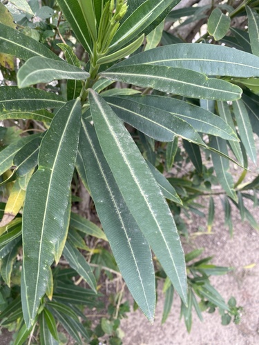 oleander
