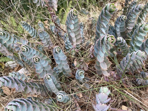 Kalanchoe serrata