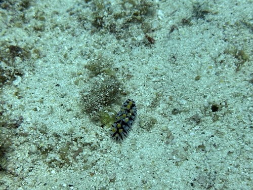 Nautical Phyllidia — seen at this dive site