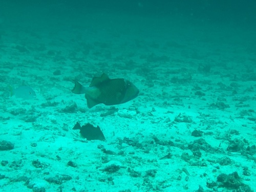 Titan Triggerfish — seen at this dive site