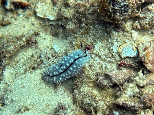 Rudman's Phyllidiella — seen at this dive site