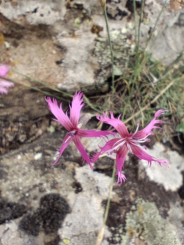 Dianthus orientalis
