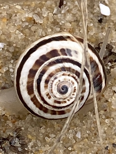 Theba pisana