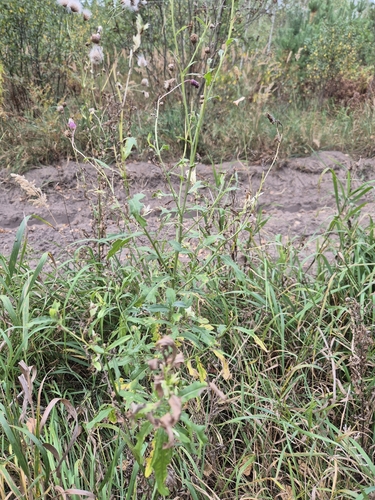 creeping thistle