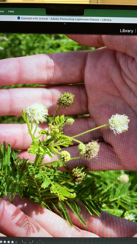 Illinois bundleflower