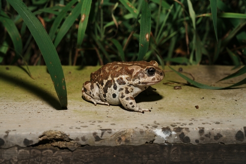 Mongolian Toad