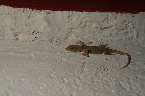 Peking Gecko