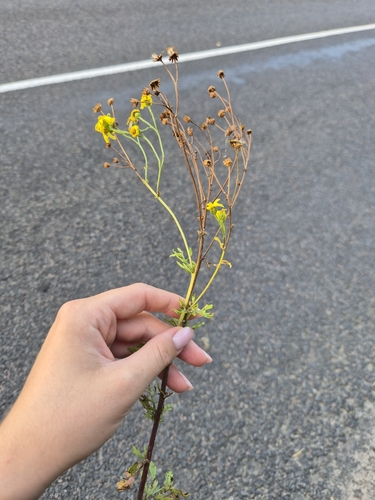 ragwort