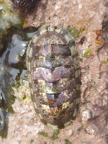 Chiton marmoratus