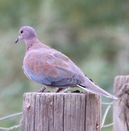 Laughing Dove