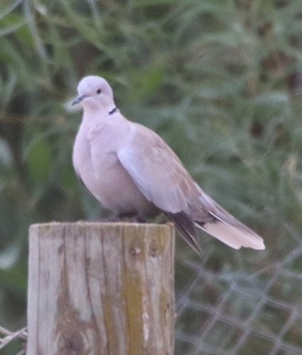 Eurasian Collared-Dove